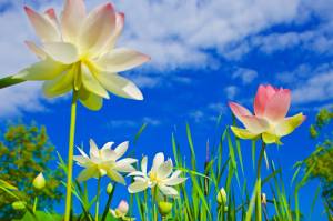 lotus blooming against summer sky