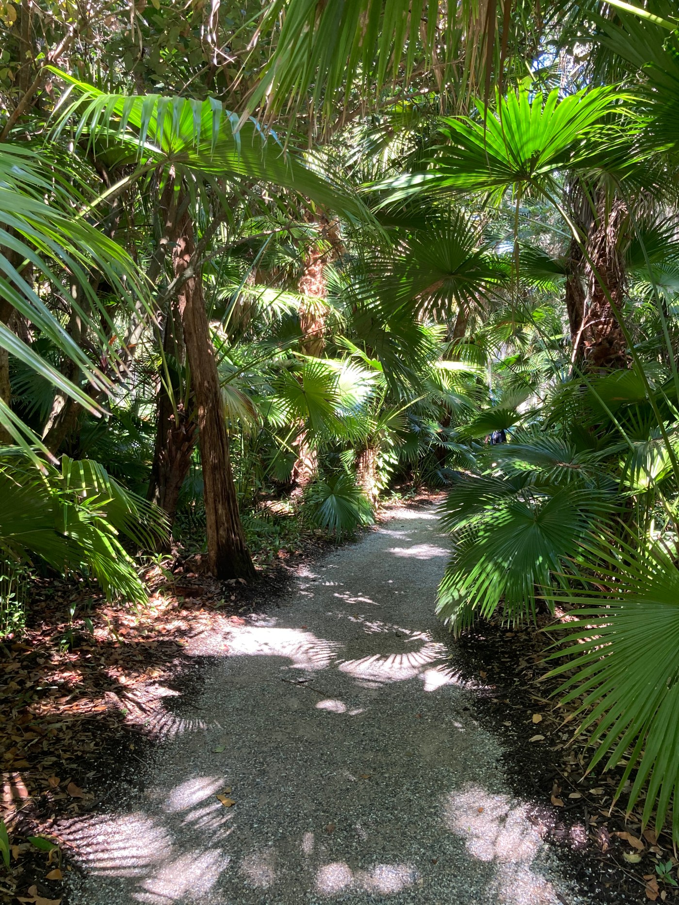 shady path through palmetto trees